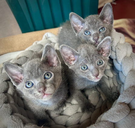 Blossom's kittens at 4 weeks